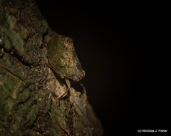 Cotylana angustifrons