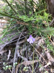 Prostanthera spinosa