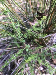 Prostanthera spinosa