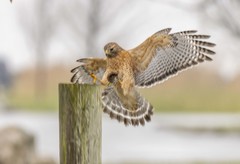 Buteo lineatus