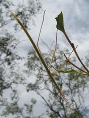 Austrosipyloidea carterus