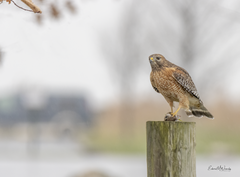 Buteo lineatus