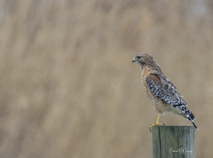 Buteo lineatus