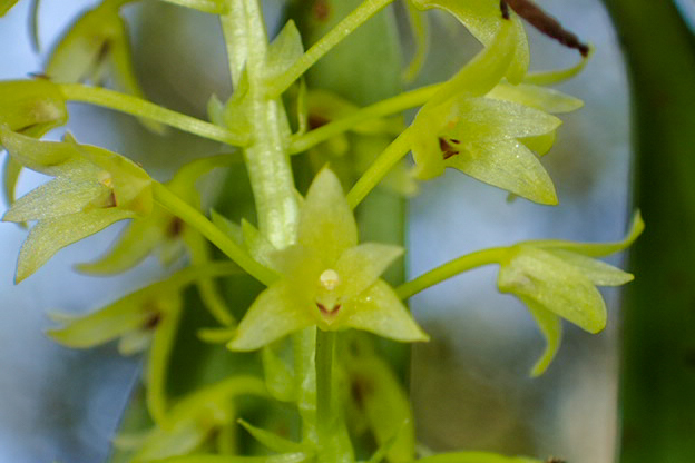 Pinalia tenuiflora