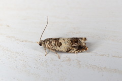 Epinotia subocellana