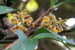 Pinalia xanthocheila