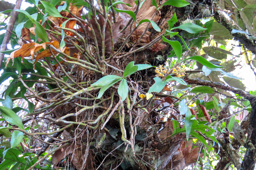 Pinalia xanthocheila