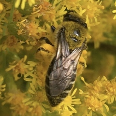 Colletes compactus compactus