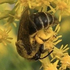 Colletes compactus compactus