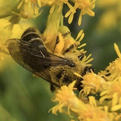 Colletes compactus compactus