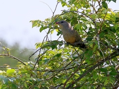 Taccocua leschenaultii