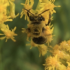 Colletes compactus compactus