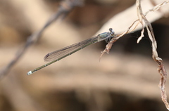 Pseudagrion jedda