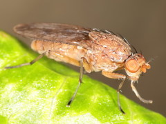 Suillia affinis
