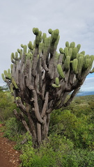 Myrtillocactus schenckii