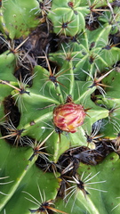 Ferocactus robustus