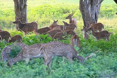 Axis axis ceylonensis