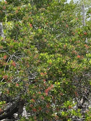 Lumnitzera littorea