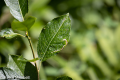 Phytomyza ilicis group