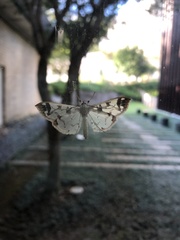 Pycnarmon