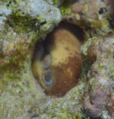 Cryptoplax larvaeformis