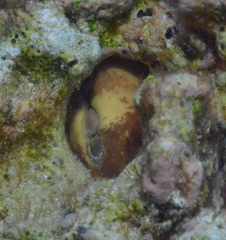 Cryptoplax larvaeformis