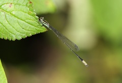 Pseudagrion kibalense