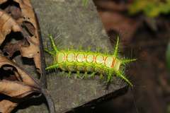 Phocoderma