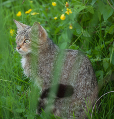 Felis silvestris