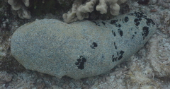 Holothuria whitmaei