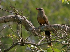 Taccocua leschenaultii