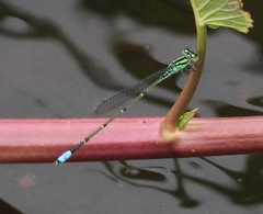 Pseudagrion lindicum