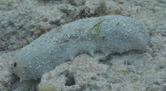 Holothuria whitmaei