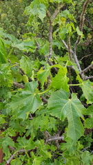 Cnidoscolus tehuacanensis