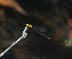 Pseudagrion lorenzi