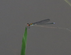 Pseudagrion lucidum