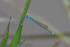Pseudagrion malabaricum