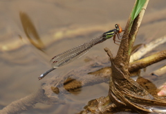 Pseudagrion malgassicum