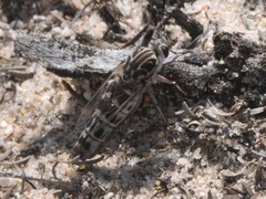 Apiocera moerens