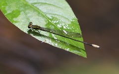 Pseudagrion melanicterum