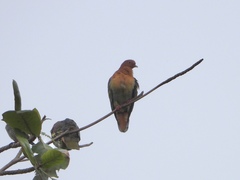 Treron fulvicollis