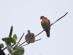 Treron fulvicollis