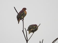 Treron fulvicollis