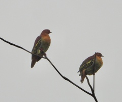 Treron fulvicollis