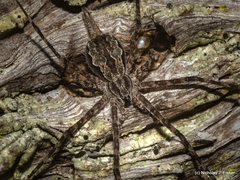 Tamopsis fickerti