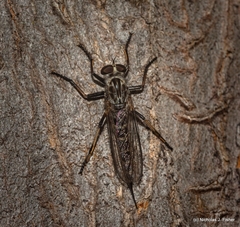 Cerdistus varimystaceus