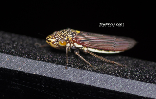 Sharpshooter leafhopper