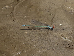 Pseudagrion niloticum