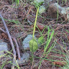 Malaxis macrostachya