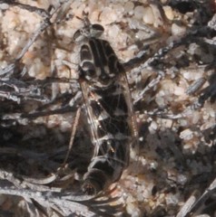 Apiocera moerens